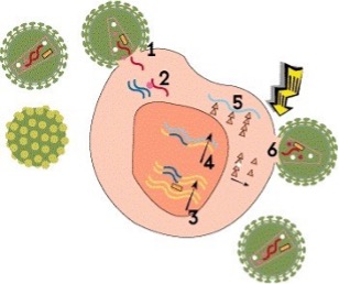 Βήμα 6: Συναρμολόγηση και ωρίμανση του ιού (Viral Assembly & Maturation)